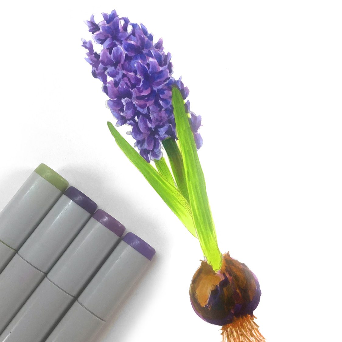 How to draw realistic hyacinth inflorescence in alcohol markers - Sandy ...
